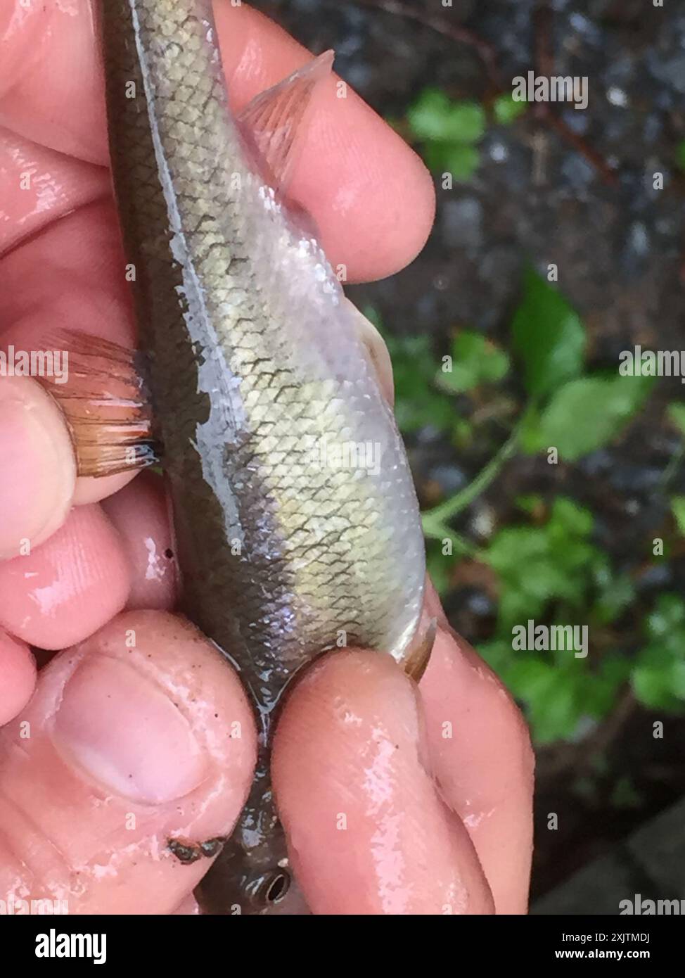 Creek Chub (Semotilus atromaculatus) Actinopterygii Stock Photo - Alamy