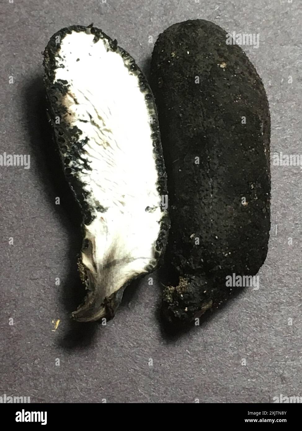 Dead molls fingers hi-res stock photography and images - Alamy