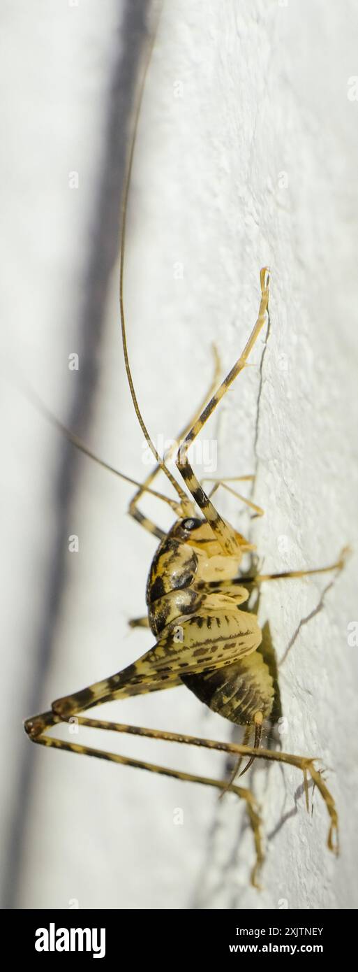 Japanese Camel Cricket (Diestrammena japanica) Insecta Stock Photo - Alamy