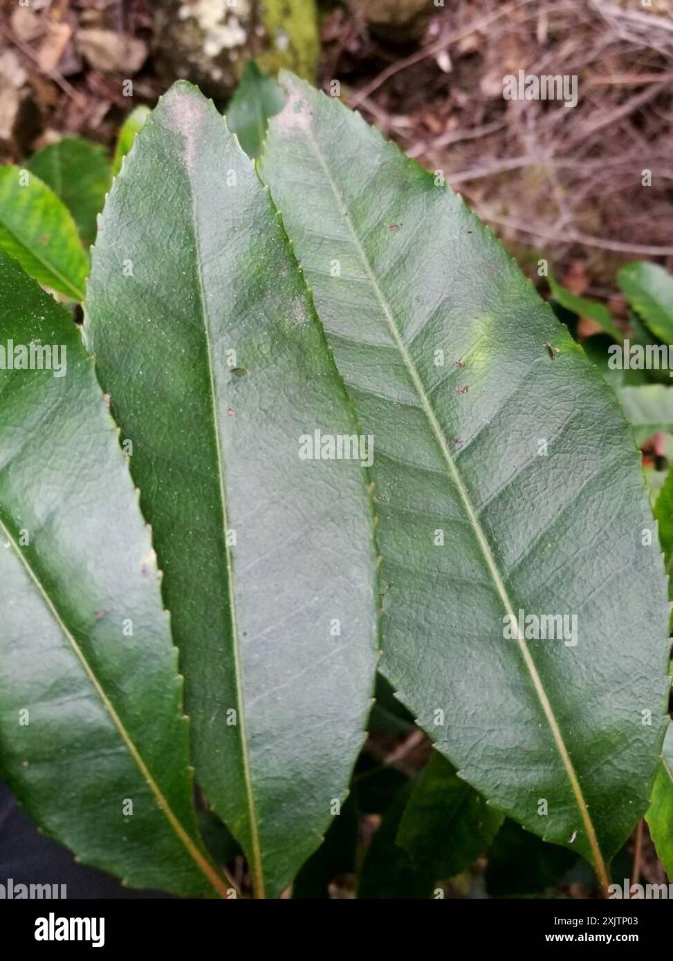 butterspoon tree (Cunonia capensis) Plantae Stock Photo - Alamy