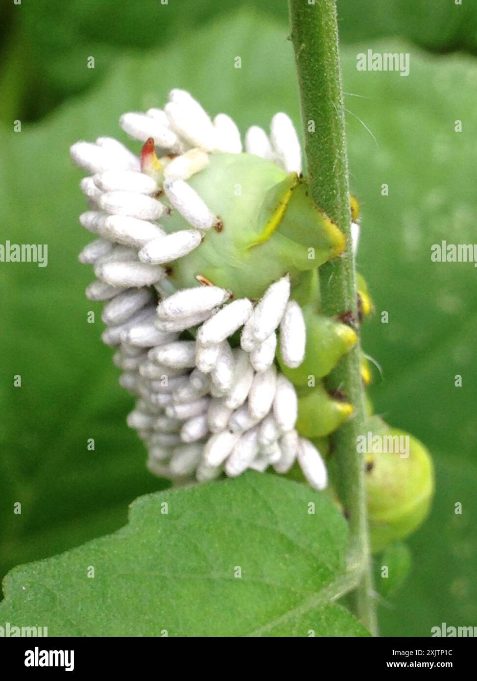 Hornworm parasitoid wasp hi-res stock photography and images - Alamy