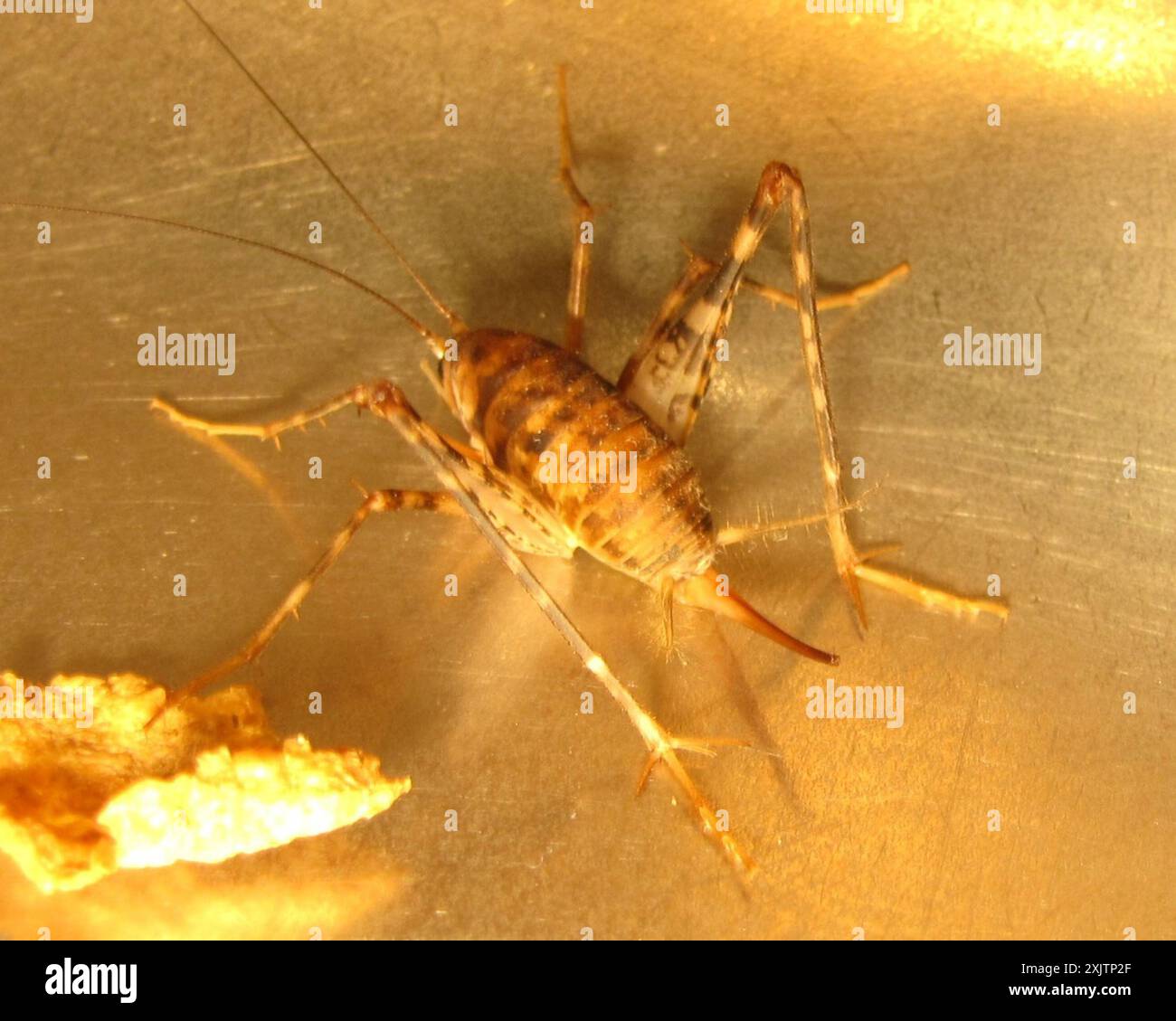 Greenhouse Camel Cricket (Tachycines asynamorus) Insecta Stock Photo ...