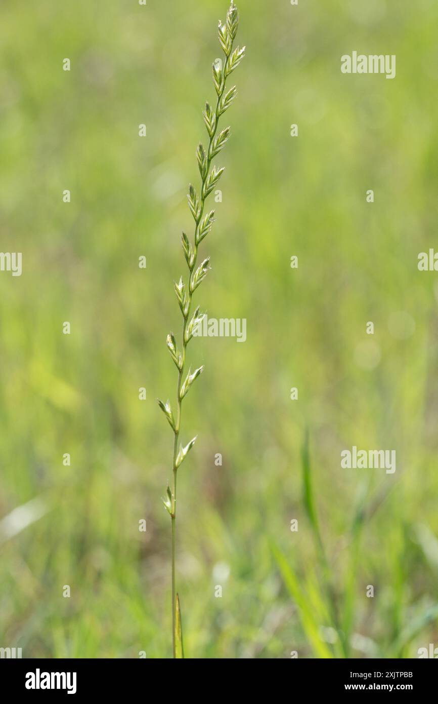 Perennial Ryegrass (Lolium perenne) Plantae Stock Photo - Alamy