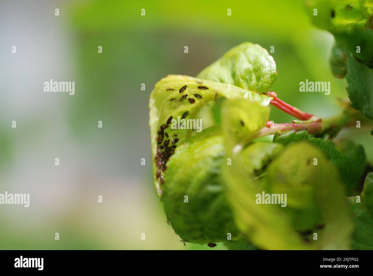 Black Cherry Aphid (Myzus cerasi) Insecta Stock Photo - Alamy