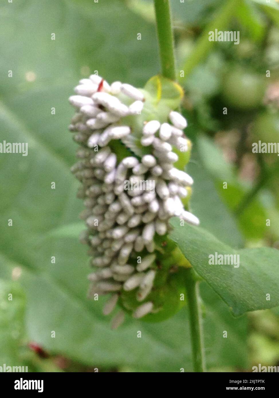 Hornworm Parasitoid Wasp (Cotesia congregata) Insecta Stock Photo - Alamy