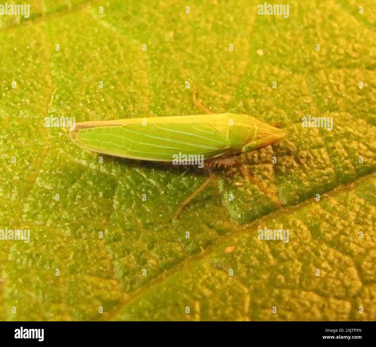 Insect Sharp Sharp-headed Sharpshooter (Draeculacephala robinsoni) Insecta Stock ...