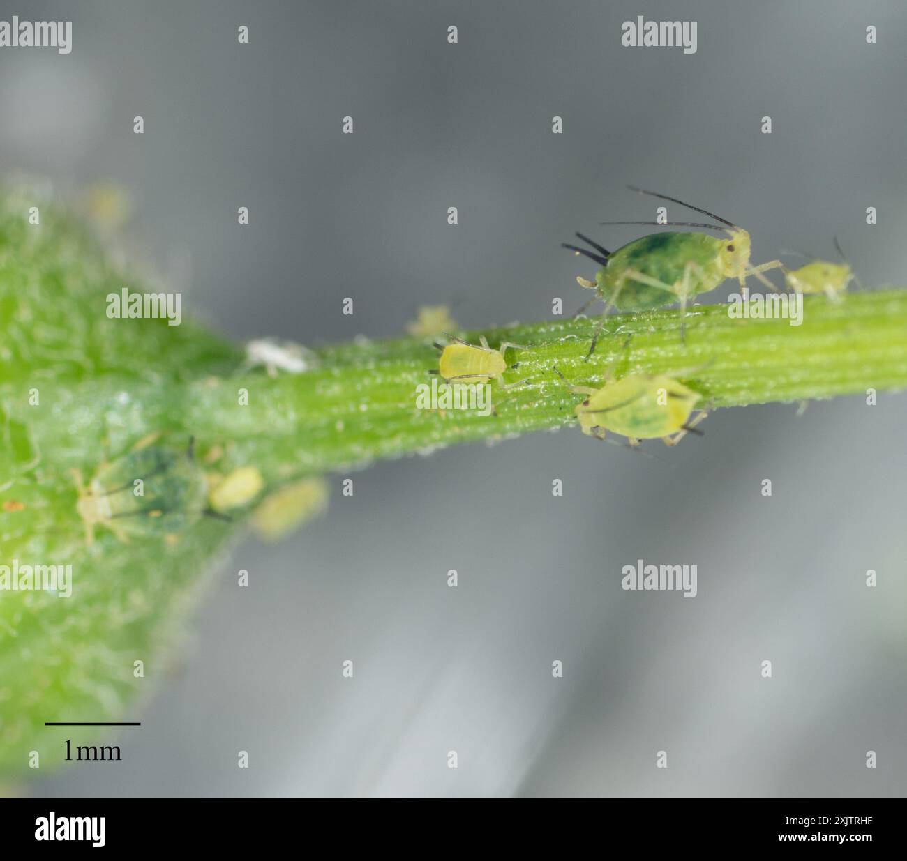 Coreopsidis hi-res stock photography and images - Alamy