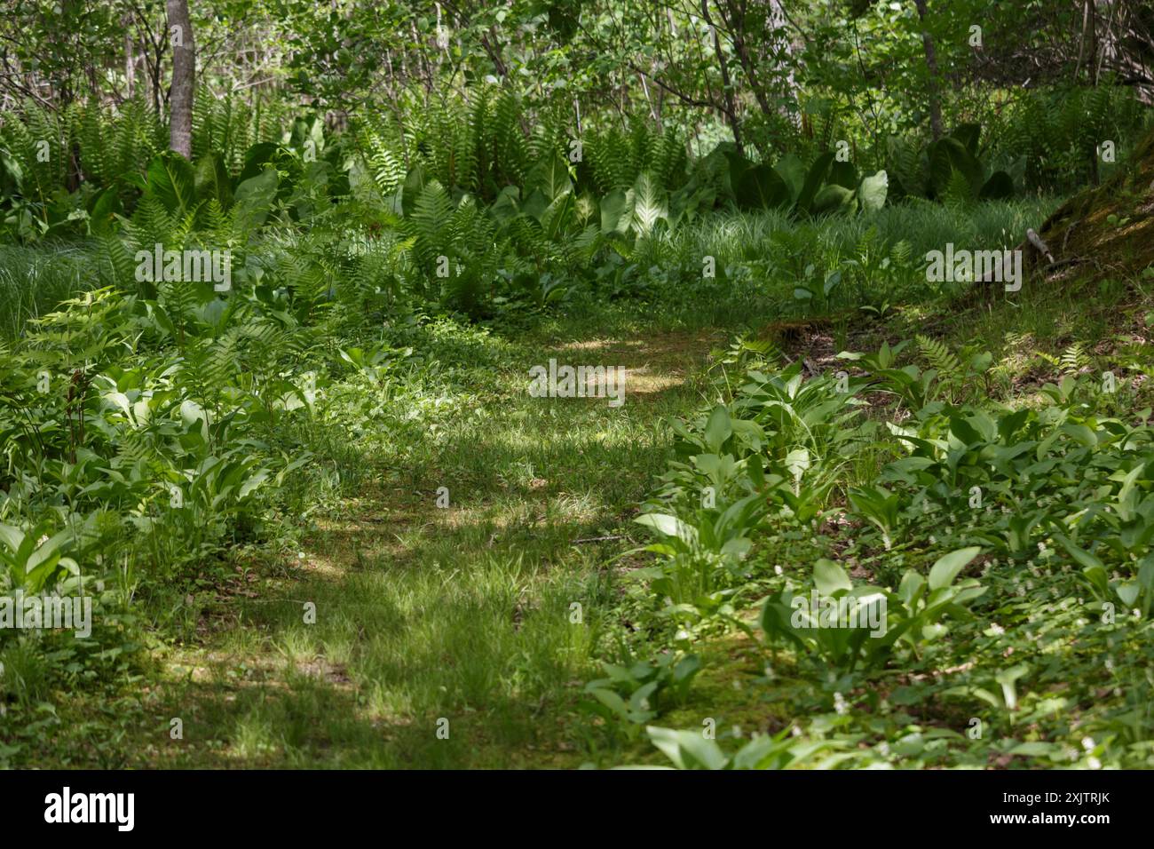 Lush green woodland sunlight hi-res stock photography and images - Alamy