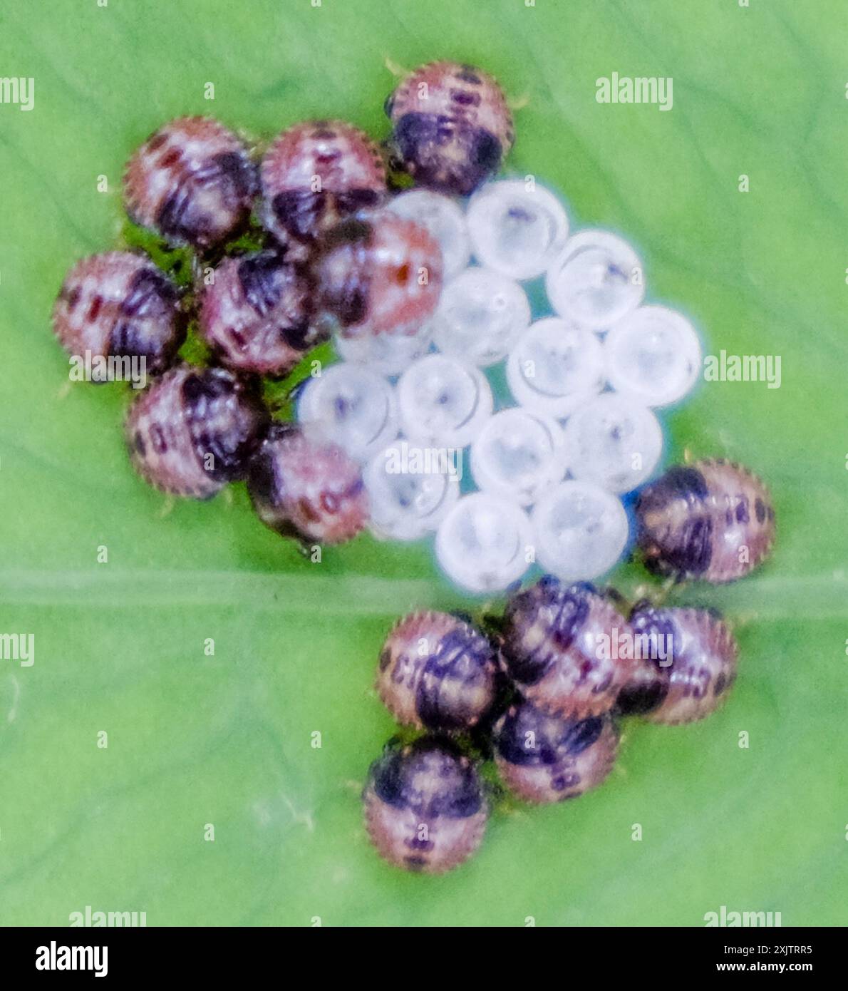 Shield Shell Stink Bug Stink Bugs, Shield Bugs, and Allies (Pentatomoidea) Insecta Stock Photo ...