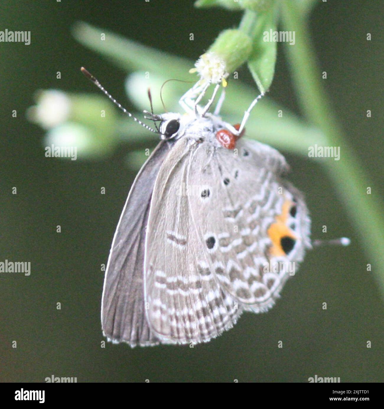 Luthrodes pandava hi-res stock photography and images - Alamy