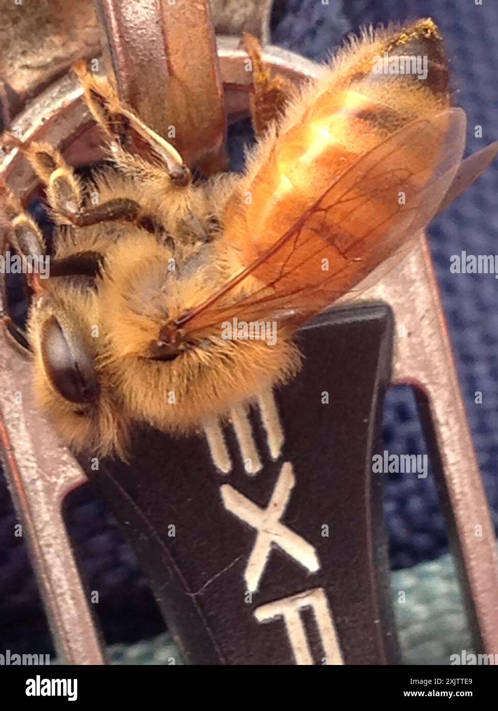 Western Honey Bee (Apis mellifera) Insecta Stock Photo - Alamy
