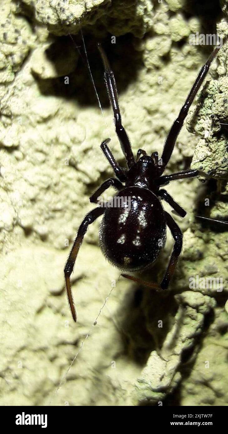 False Button Spider Steatoda capensis hi-res stock photography and images - Alamy