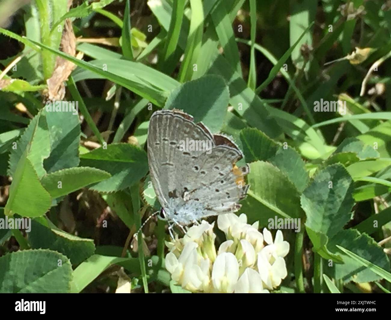 Eastern Tailed-Blue (Cupido comyntas) Insecta Stock Photo - Alamy