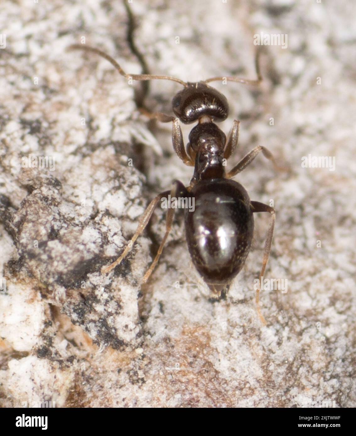 Dark Rover Ant Dark Rover Ant (Brachymyrmex patagonicus) Insecta Stock Photo - Alamy