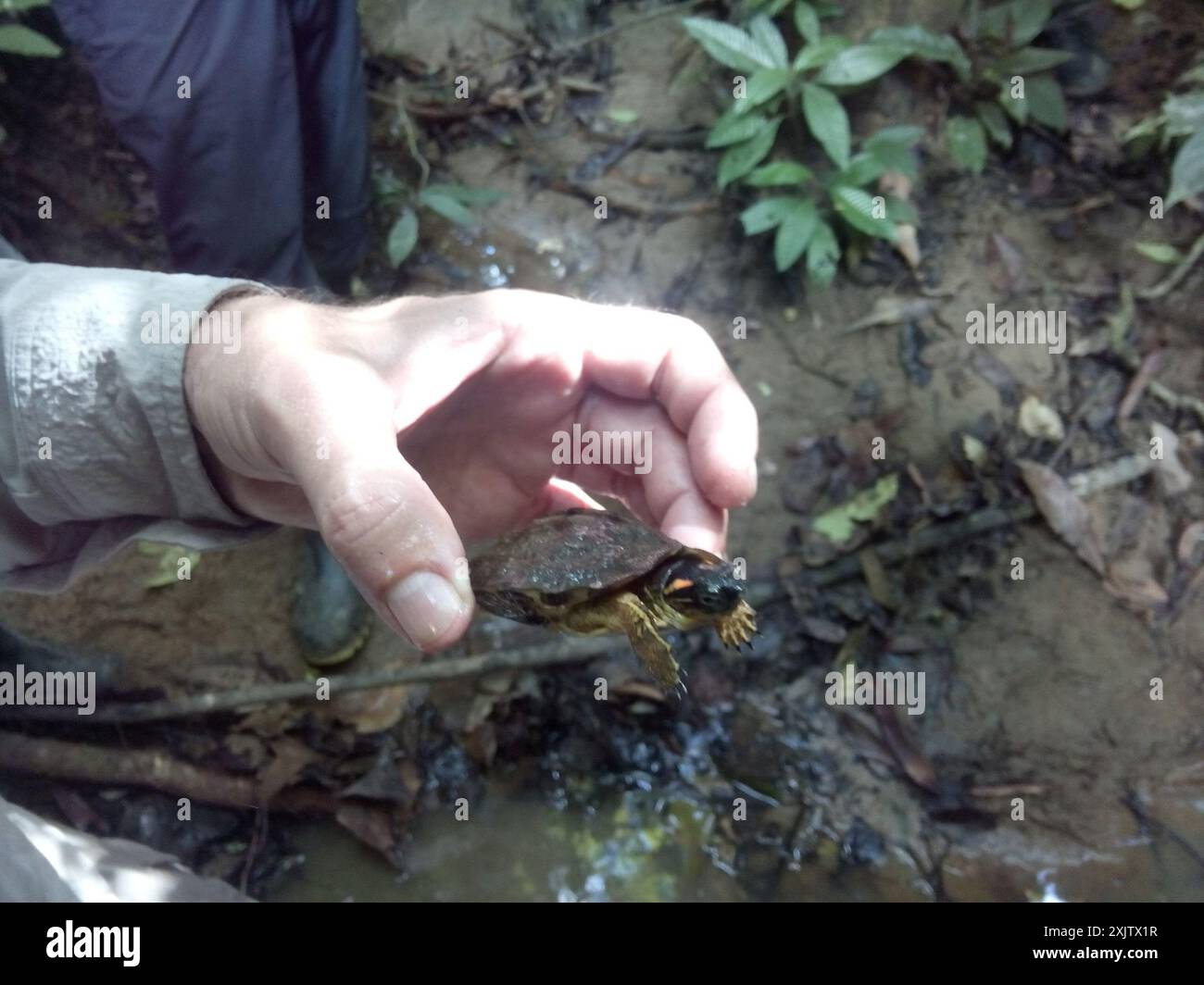 Colombian wood turtle hi-res stock photography and images - Alamy