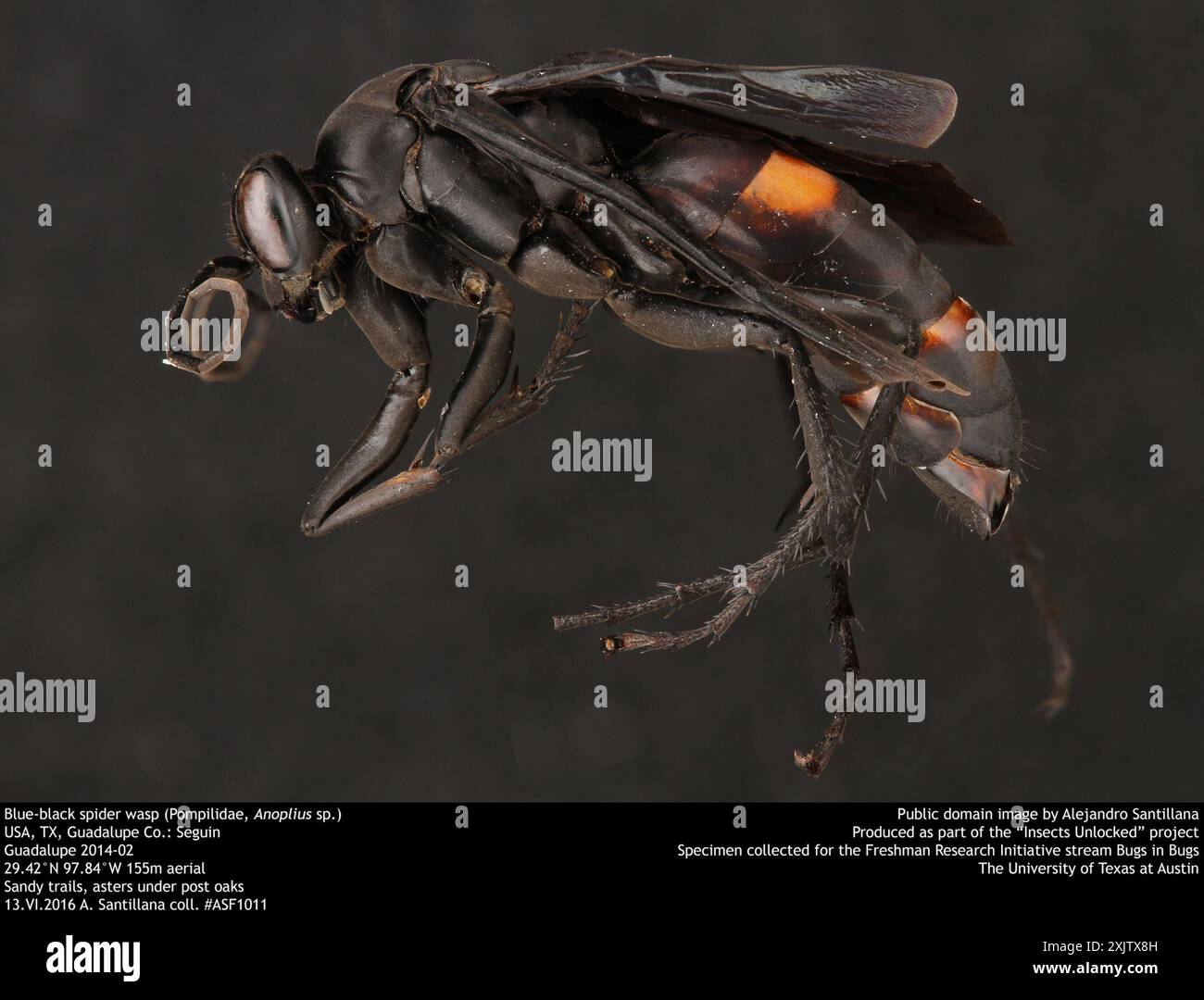 Blue-black Spider Wasps (Anoplius) Insecta Stock Photo - Alamy