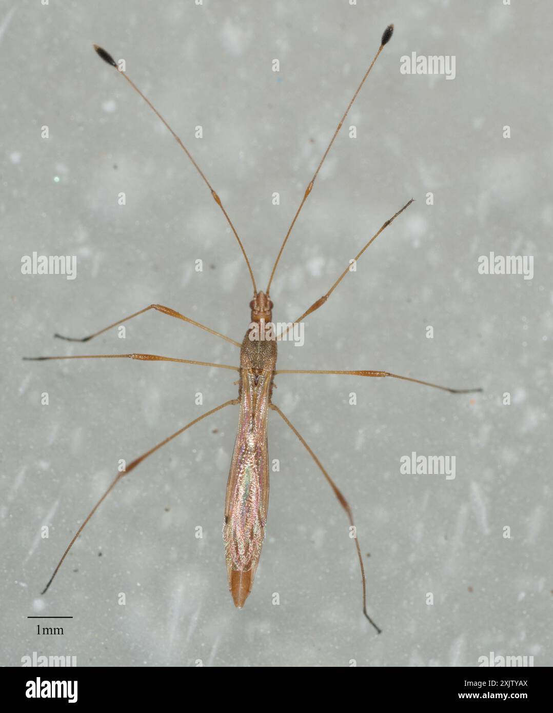 Stilt bugs hi-res stock photography and images - Alamy