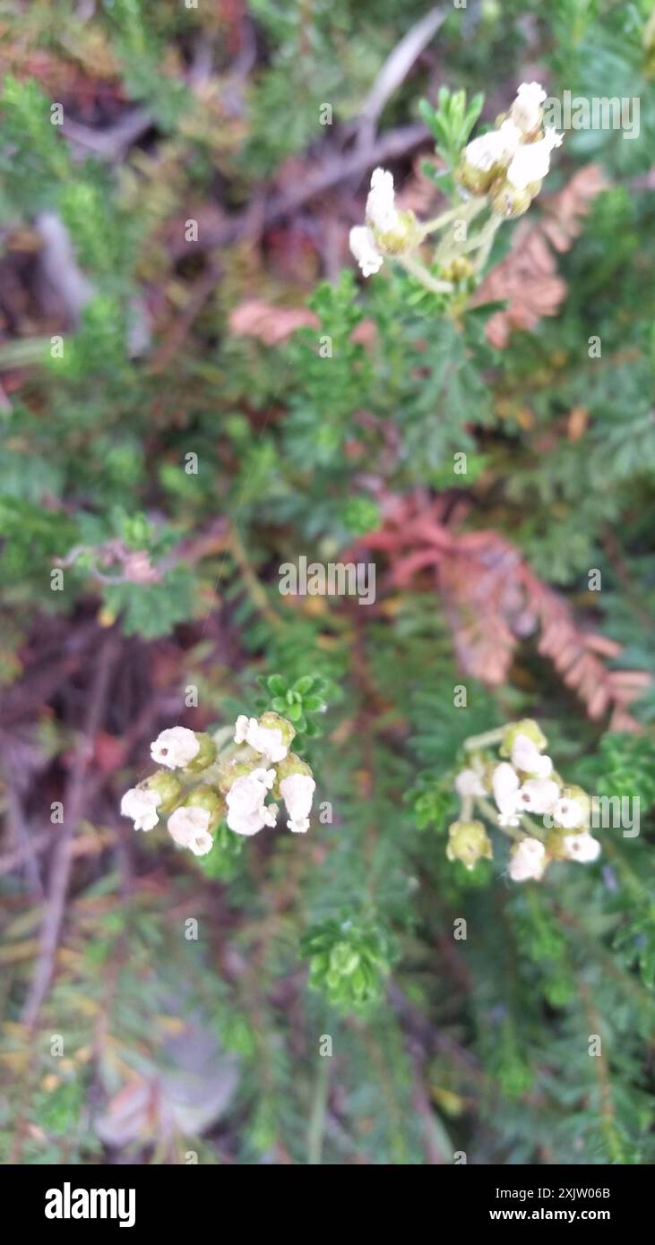 Yellow Mountain-heath (Phyllodoce glanduliflora) Plantae Stock Photo ...
