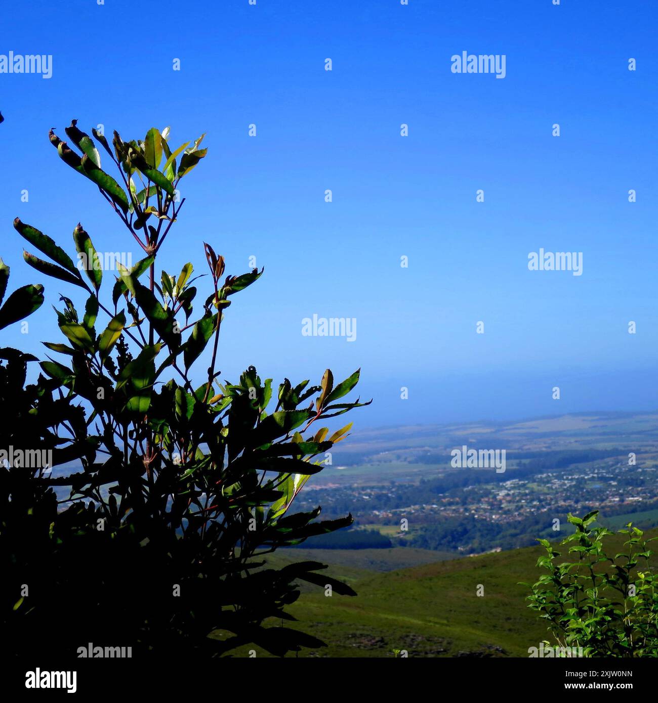 butterspoon tree (Cunonia capensis) Plantae Stock Photo