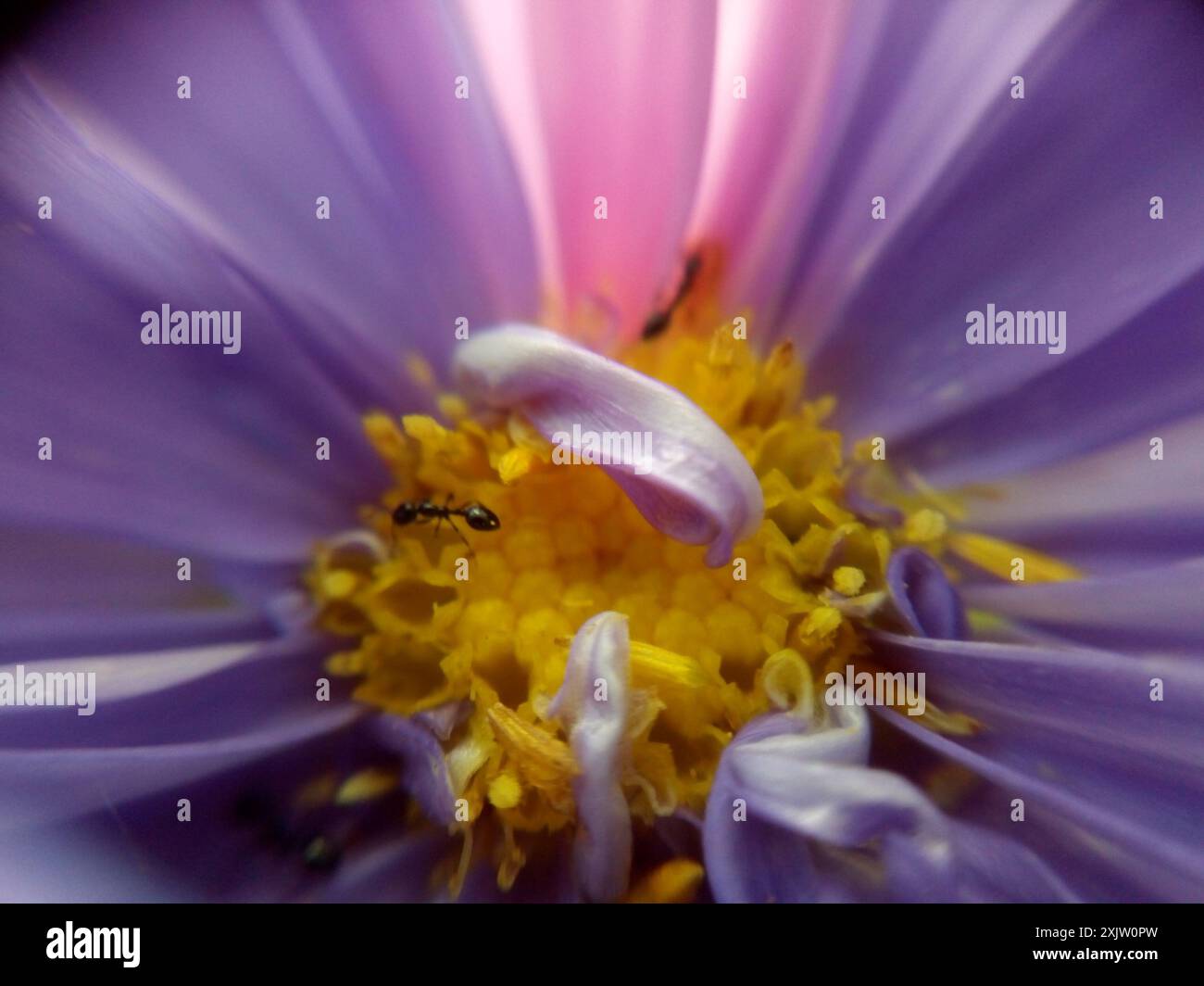 Timid ants hi-res stock photography and images - Alamy