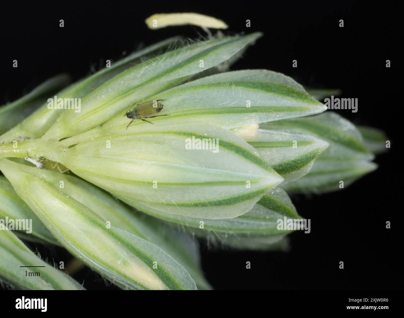 Corn Leaf Aphid (Rhopalosiphum maidis) Insecta Stock Photo - Alamy