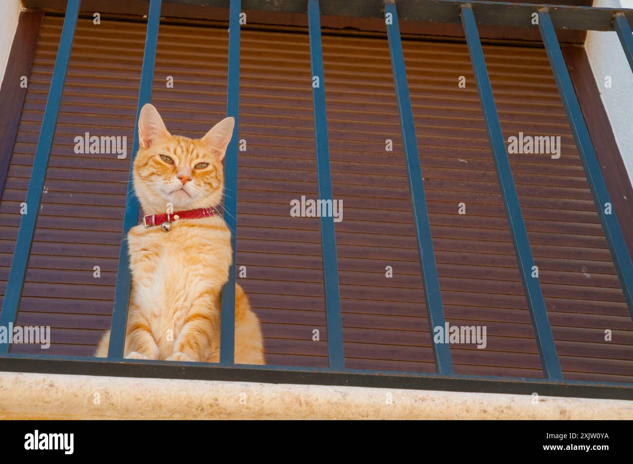 Tabby cat sitting in a balcony Stock Photo - Alamy