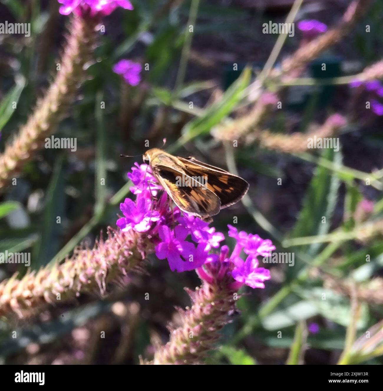 Fiery Skipper (Hylephila phyleus) Insecta Stock Photo - Alamy
