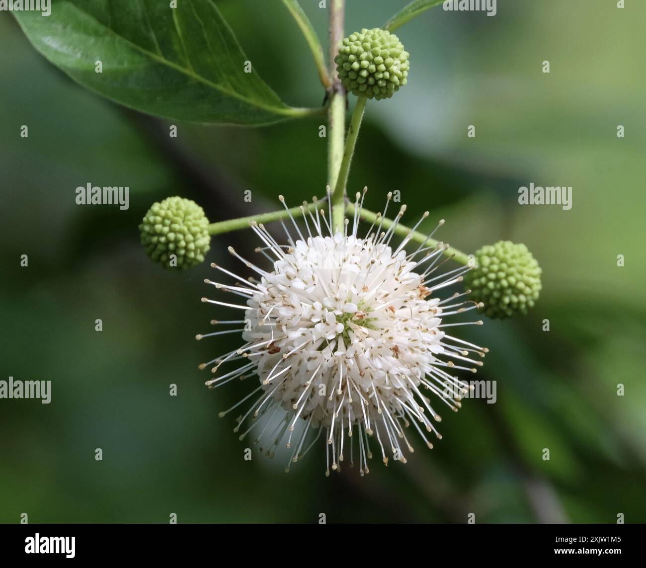 buttonbush (Cephalanthus occidentalis) Plantae Stock Photo - Alamy