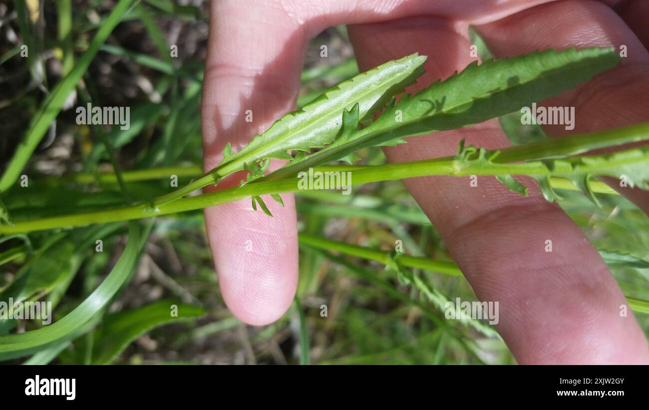 Small's ragwort (Packera anonyma) Plantae Stock Photo - Alamy