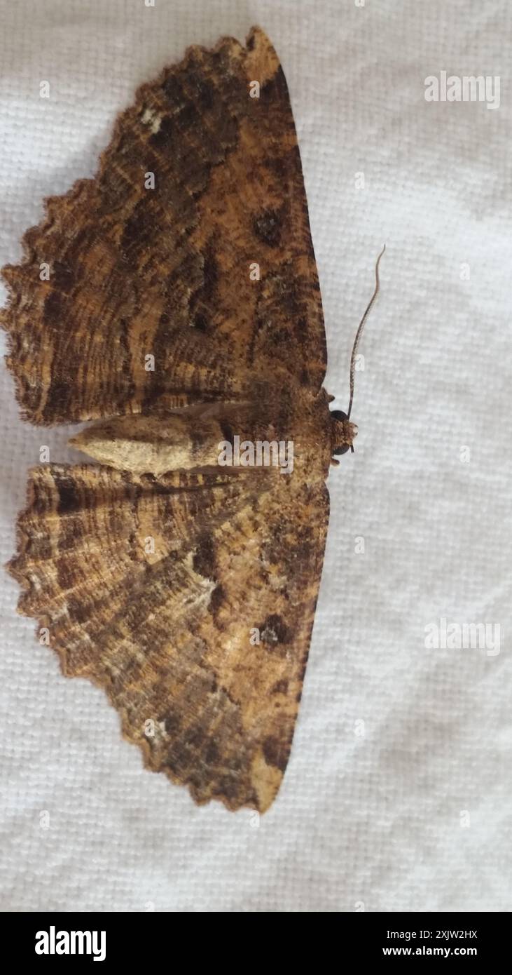Brown evening moth (Gellonia dejectaria) Insecta Stock Photo - Alamy
