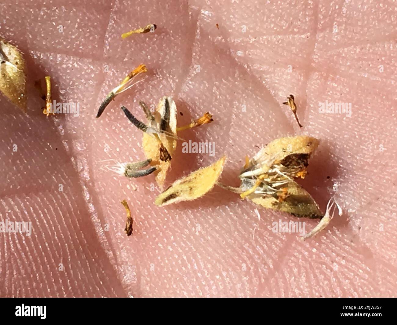 common goldfields (Lasthenia gracilis) Plantae Stock Photo - Alamy