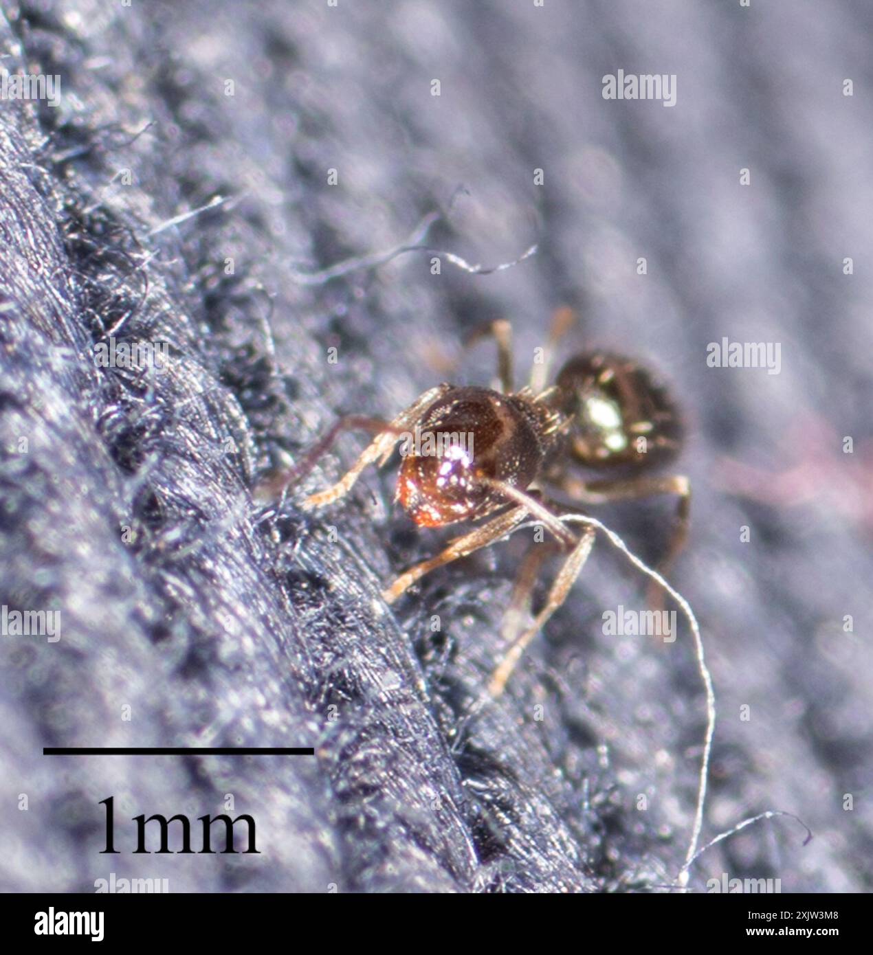 Dark Rover Ant Dark Rover Ant (Brachymyrmex patagonicus) Insecta Stock Photo - Alamy