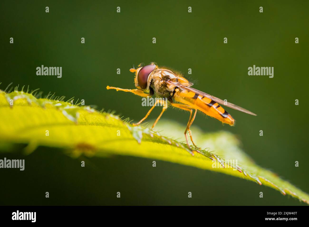 Hoverfly sit on green leaf Stock Photo
