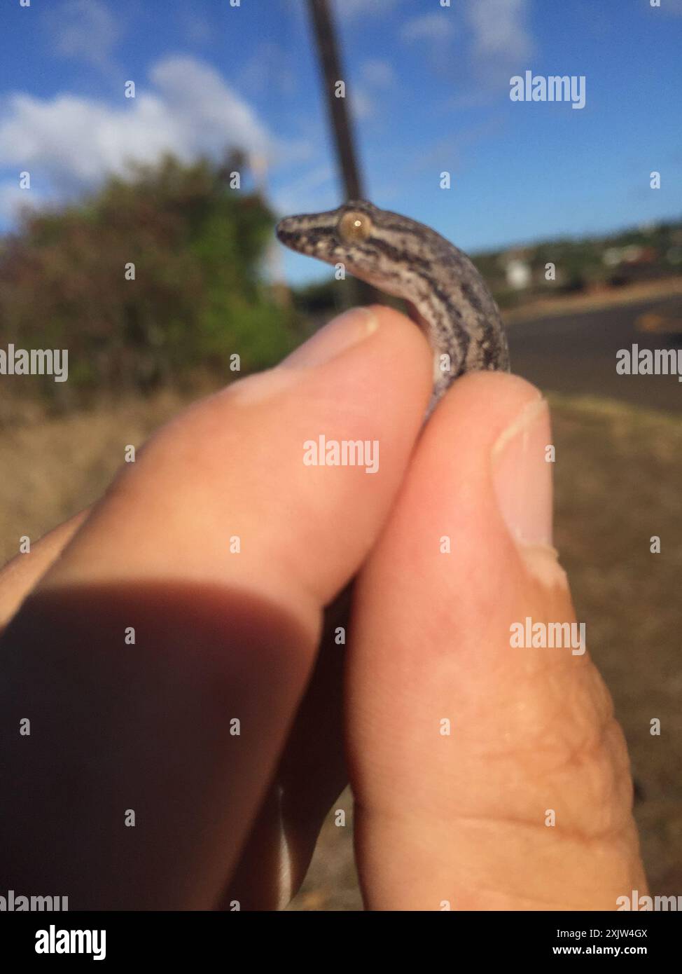 Invasive Gecko Asian House Gecko (Hemidactylus frenatus) Reptilia Stock Photo - Alamy