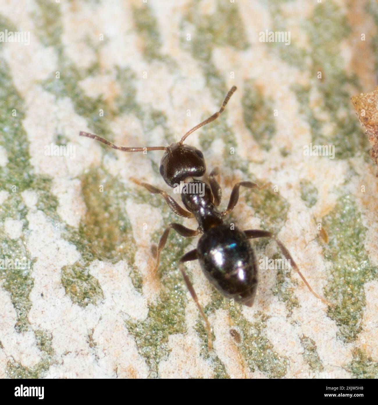 Dark Rover Ant Brachymyrmex patagonicus hi-res stock photography and images - Alamy