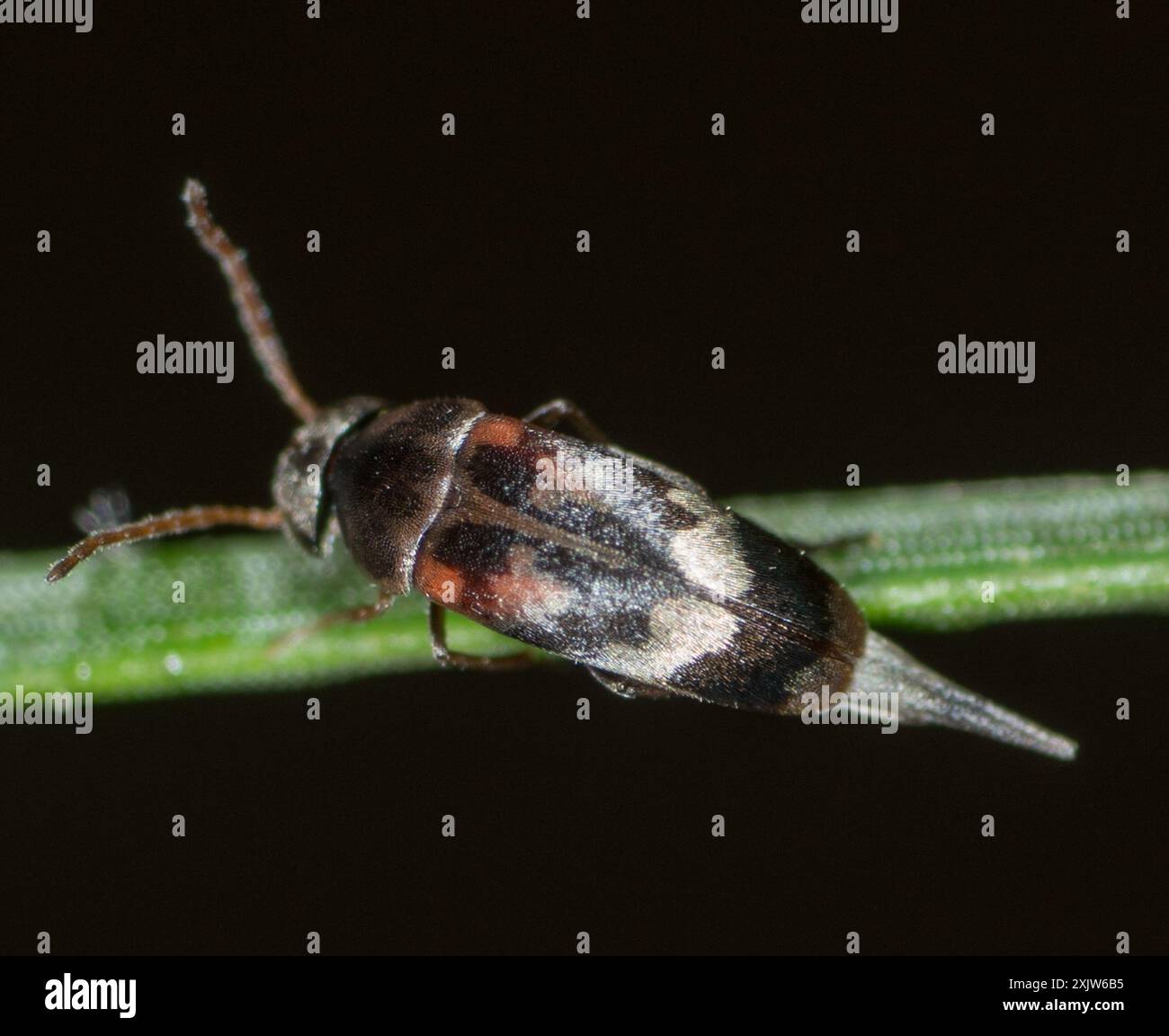 Pubescent Tumbling Flower Beetle (Falsomordellistena pubescens) Insecta ...