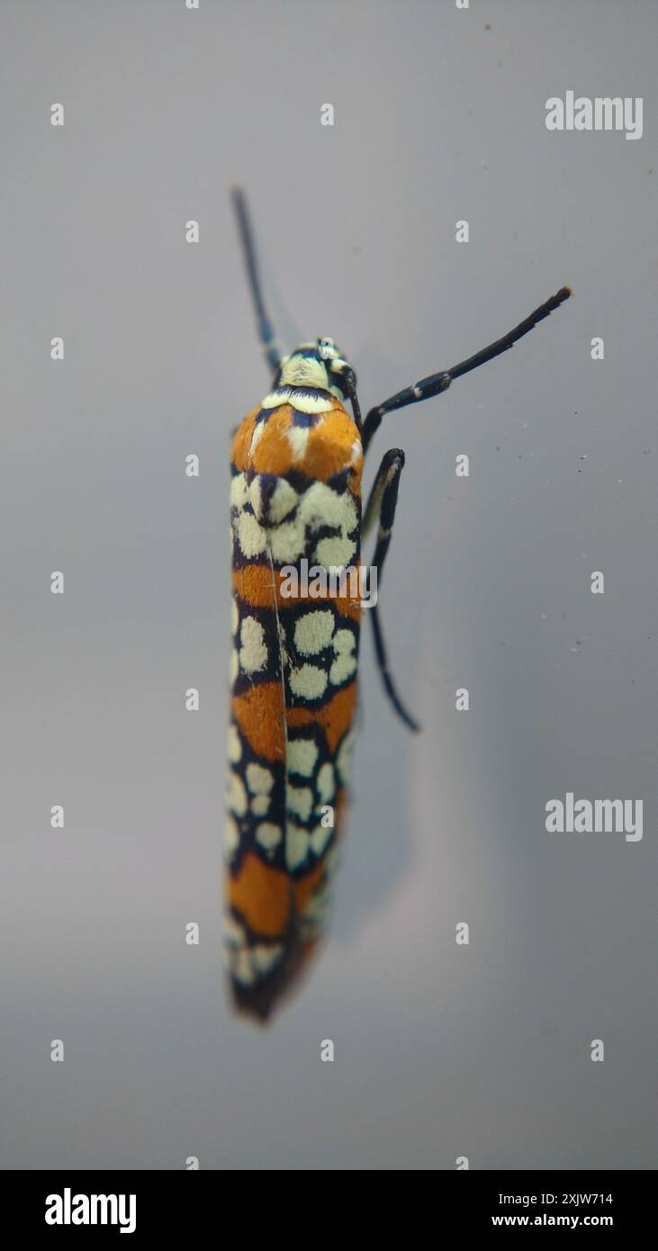 Ailanthus Webworm Moth (Atteva aurea) Insecta Stock Photo - Alamy