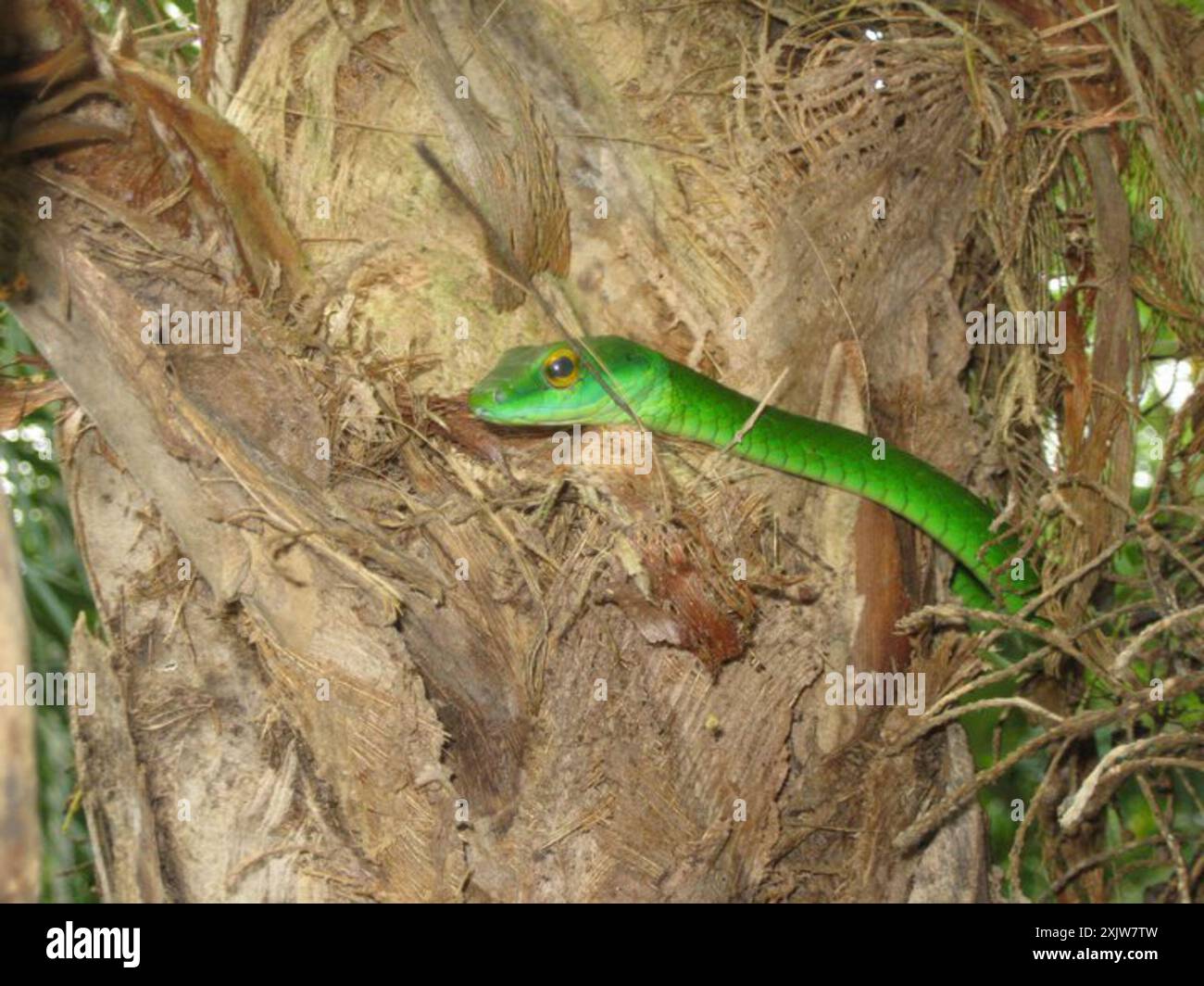 Leptophis ahaetulla hi-res stock photography and images - Alamy