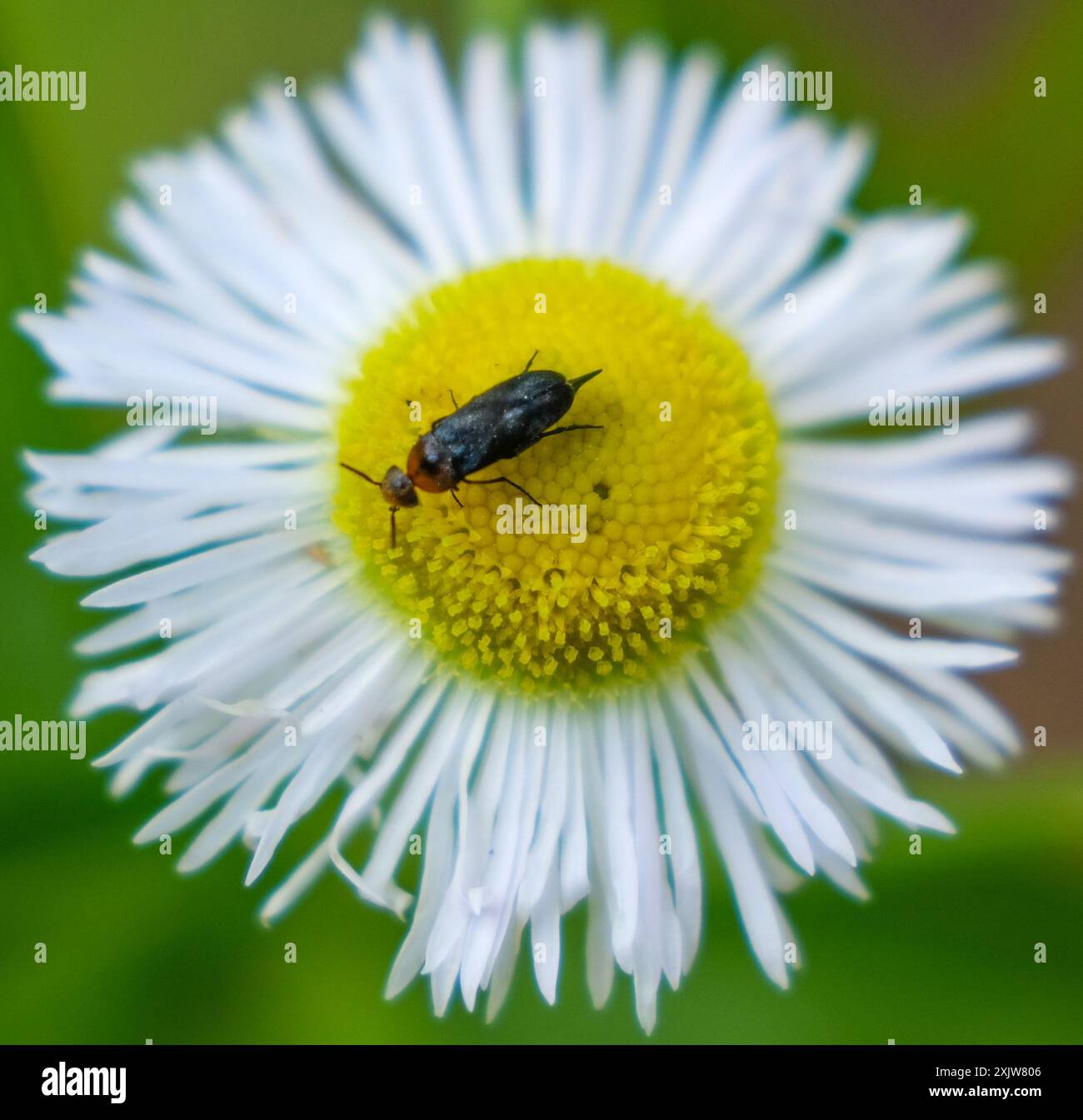 Cervical Tumbling Flower Beetle (Mordellistena cervicalis) Insecta ...