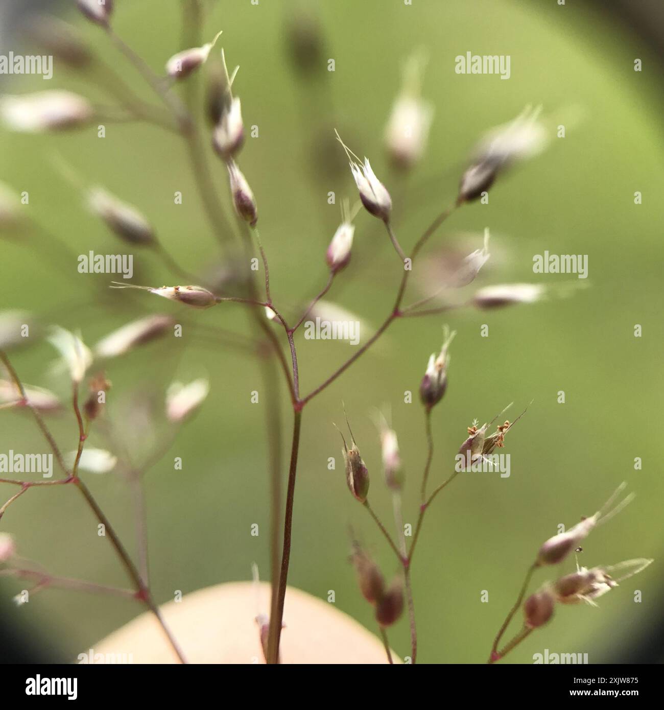 Silver Hairgrass (Aira caryophyllea) Plantae Stock Photo