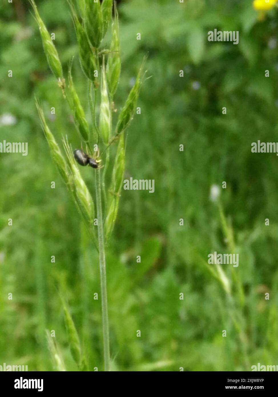 Sun Jumping Spiders (Heliophanus) Arachnida Stock Photo - Alamy