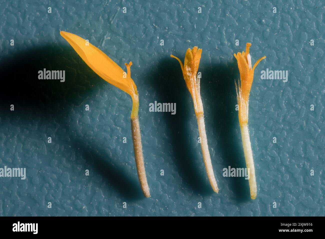 Chinchweed (Pectis papposa) Plantae Stock Photo - Alamy