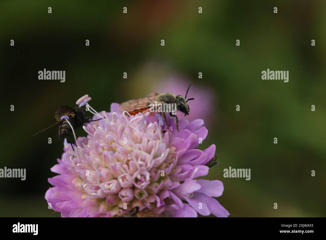 Small scabious mining bee andrena marginata hi-res stock photography and  images - Alamy