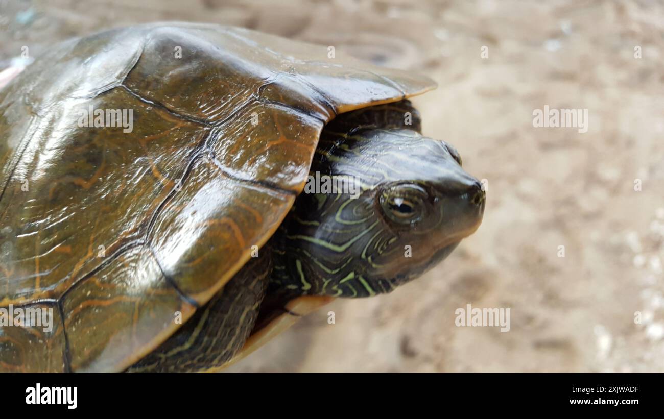 Northern Map Turtle (Graptemys geographica) Reptilia Stock Photo - Alamy