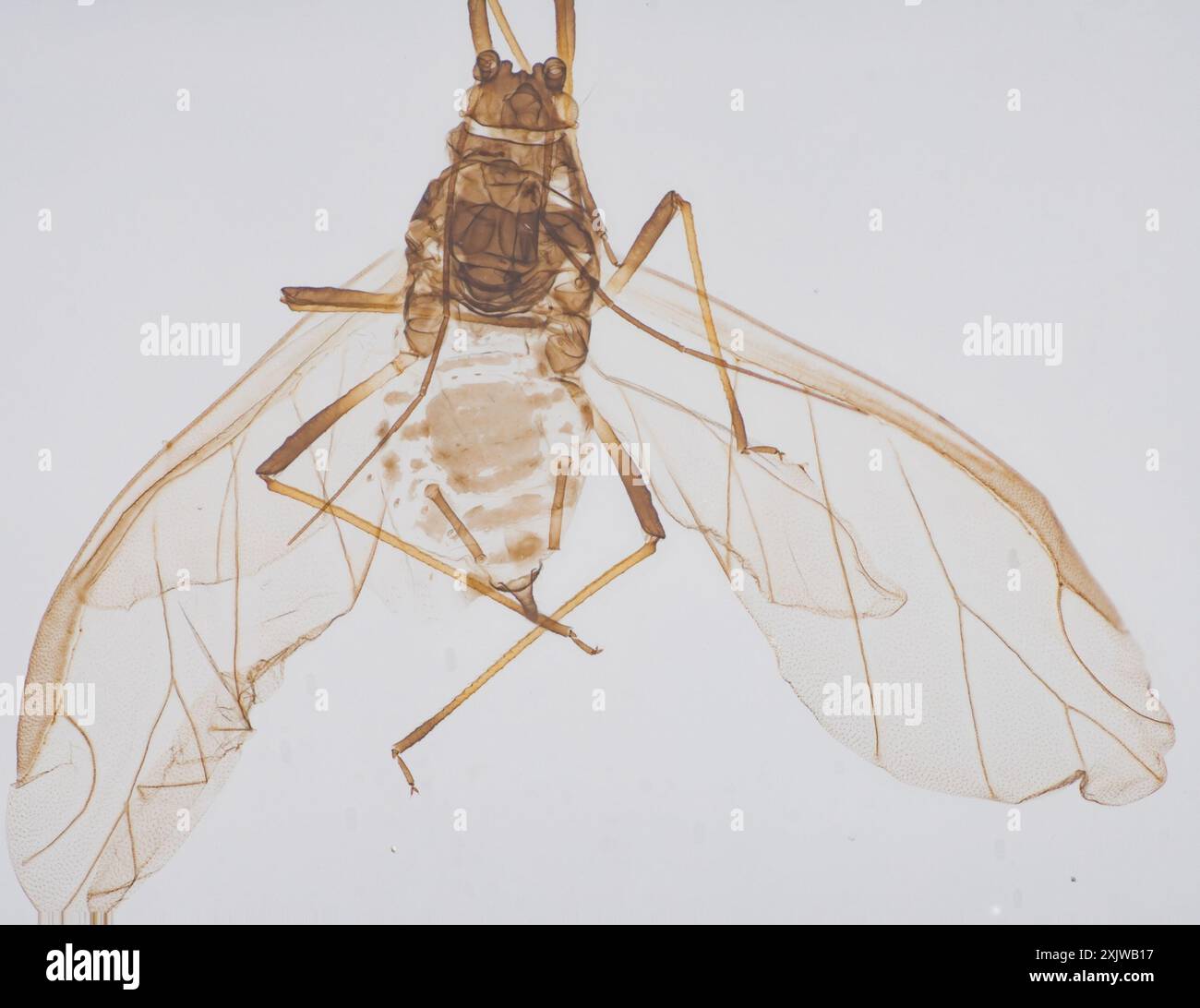 Green Peach Aphid (Myzus persicae) Insecta Stock Photo - Alamy