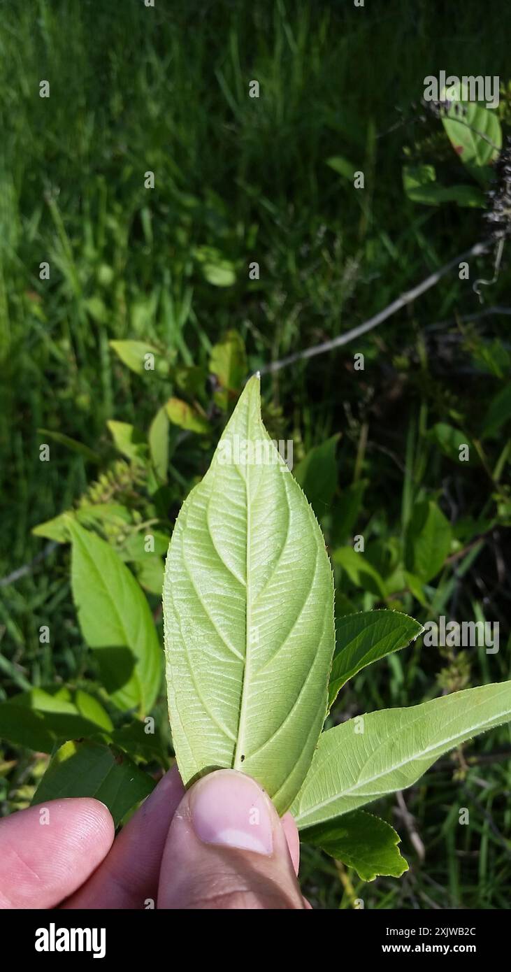 Virginia sweetspire (Itea virginica) Plantae Stock Photo