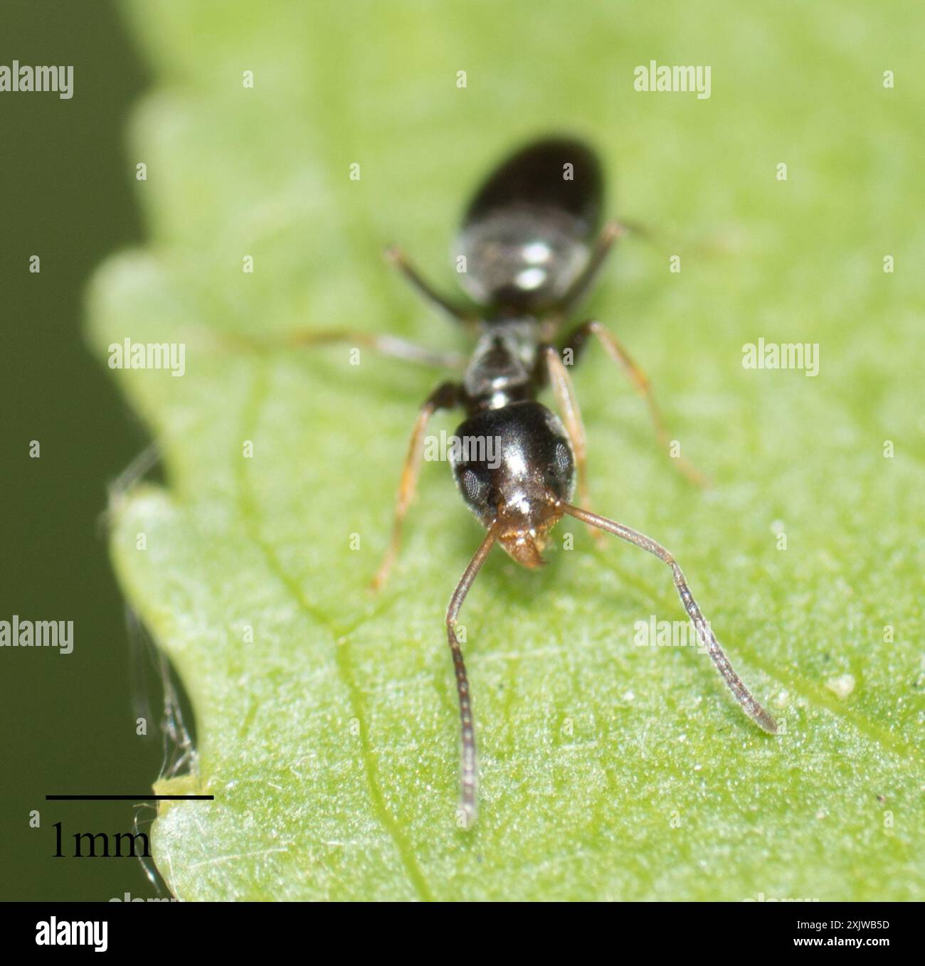 Odorous ants hi-res stock photography and images - Alamy