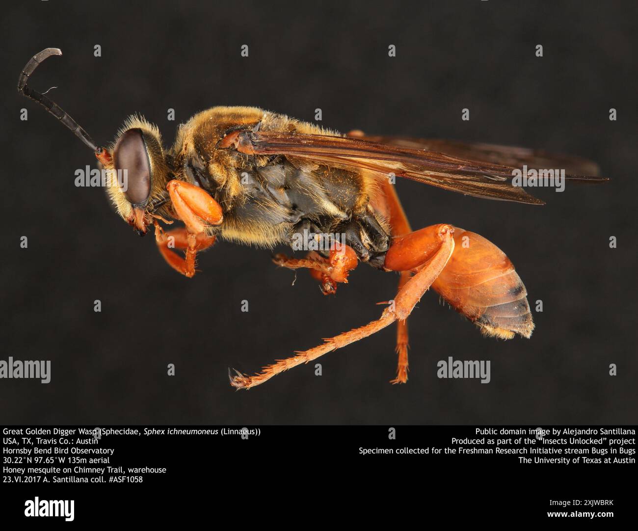 Great Golden Digger Wasp (Sphex ichneumoneus) Insecta Stock Photo - Alamy