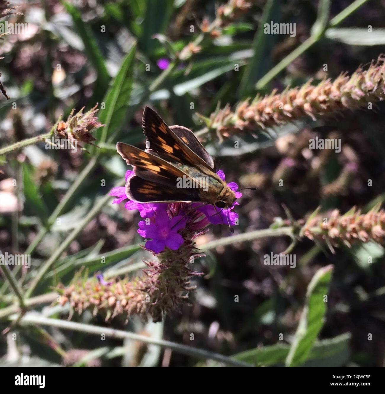 Fiery Skipper (Hylephila phyleus) Insecta Stock Photo - Alamy
