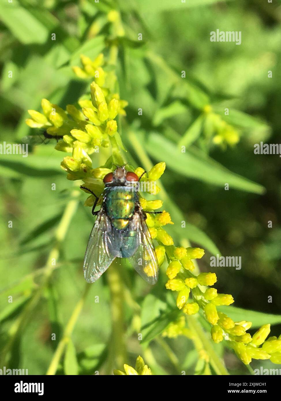 Common European Greenbottle Fly (Lucilia sericata) Insecta Stock Photo ...
